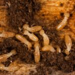 Termites (Reticulitermes) on damaged wood.